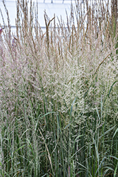Variegated Reed Grass (Calamagrostis x acutiflora 'Overdam') at Lakeshore Garden Centres