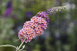 Bicolor Butterfly Bush (Buddleia x weyeriana 'Bicolor') at Lakeshore Garden Centres