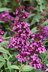 Buzz Hot Raspberry Butterfly Bush (Buddleia davidii 'Buzz Hot Raspberry') at Lakeshore Garden Centres