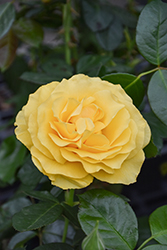 Doris Day Rose (Rosa 'WEKmajuchi') at Lakeshore Garden Centres