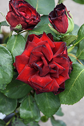 Ink Spots Rose (Rosa 'Ink Spots') at Lakeshore Garden Centres