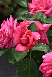 Miss All American Beauty Rose (Rosa 'Miss All American Beauty') at Lakeshore Garden Centres