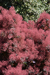 Royal Purple Smokebush (Cotinus coggygria 'Royal Purple') at Lakeshore Garden Centres
