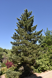 Coast Douglas Fir (Pseudotsuga menziesii 'var. menziesii') at Lakeshore Garden Centres