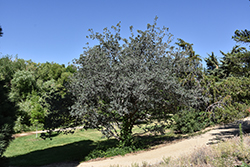 Blue Oak (Quercus douglasii) at Lakeshore Garden Centres