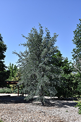 Blue Oak (Quercus douglasii) at Lakeshore Garden Centres