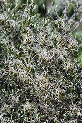 Mountain Mahogany (Cercocarpus ledifolius) at Lakeshore Garden Centres