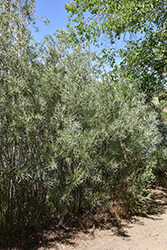 Sandbar Willow (Salix interior) at Lakeshore Garden Centres