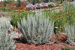 Prairie Sagebrush (Artemisia frigida) at A Very Successful Garden Center