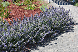 Walker's Low Catmint (Nepeta x faassenii 'Walker's Low') at Lakeshore Garden Centres