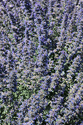 Walker's Low Catmint (Nepeta x faassenii 'Walker's Low') at Lakeshore Garden Centres