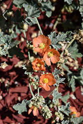 Munro's Globemallow (Sphaeralcea munroana) at Lakeshore Garden Centres
