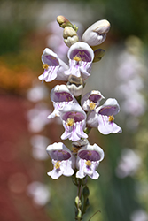 Palmer's Beard Tongue (Penstemon palmeri) at Lakeshore Garden Centres