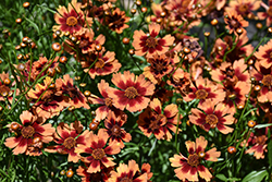Desert Coral Tickseed (Coreopsis 'Desert Coral') at A Very Successful Garden Center