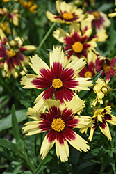 Cosmic Eye Tickseed (Coreopsis 'Cosmic Eye') at Lakeshore Garden Centres