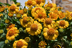 Gusto Saffron Blanket Flower (Gaillardia 'Gusto Saffron') at Lakeshore Garden Centres