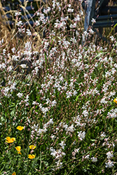 Whirling Butterflies Gaura (Gaura lindheimeri 'Whirling Butterflies') at Lakeshore Garden Centres