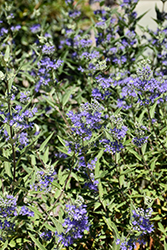 Blue Mist Caryopteris (Caryopteris x clandonensis 'Blue Mist') at Lakeshore Garden Centres