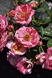 Rainbow Happy Trails Rose (Rosa 'WEKsurdicla') at Lakeshore Garden Centres