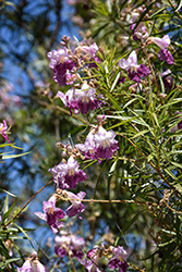 Desert Willow (Chilopsis linearis) at Lakeshore Garden Centres