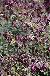 South African Geranium (Pelargonium sidoides) at Lakeshore Garden Centres