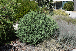 Midnight Mexican Sage (Salvia leucantha 'Midnight') at Lakeshore Garden Centres