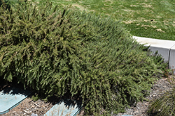 Roman Beauty Rosemary (Rosmarinus officinalis 'Roman Beauty') at Lakeshore Garden Centres