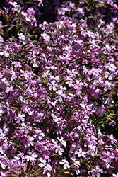 Max Frei Soapwort (Saponaria lempergii 'Max Frei') at Lakeshore Garden Centres
