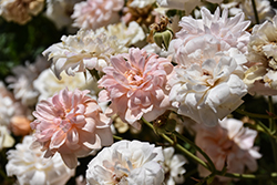 Perle d'Or Rose (Rosa 'Perle d'Or') at Lakeshore Garden Centres