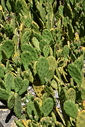 Eastern Prickly Pear Cactus (Opuntia compressa) at Lakeshore Garden Centres