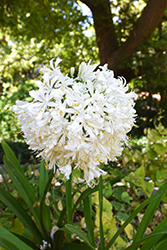 Bridal Veil Agapanthus (Agapanthus 'Monsapho') at Lakeshore Garden Centres