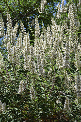 Crème de la Crème Chaste Tree (Vitex agnus-castus 'Creme de la Creme') at Lakeshore Garden Centres