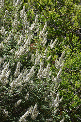 Albus Chaste Tree (Vitex agnus-castus 'Albus') at Lakeshore Garden Centres