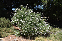 Silver Spire Chaste Tree (Vitex agnus-castus 'Silver Spire') at Lakeshore Garden Centres