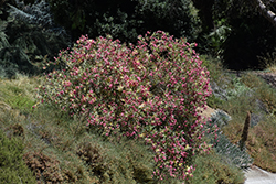 Twist Of Pink Oleander (Nerium oleander 'Planst') at Lakeshore Garden Centres