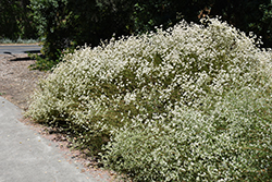 California Buckwheat (Eriogonum fasciculatum) at Lakeshore Garden Centres