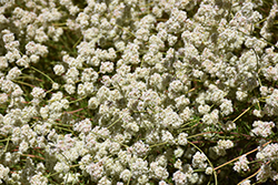 California Buckwheat (Eriogonum fasciculatum) at Lakeshore Garden Centres