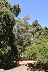 Australian Blackwood (Acacia melanoxylon) at Lakeshore Garden Centres