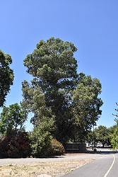 Willow Acacia (Acacia salicina) at Stonegate Gardens