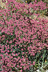 Red Buckwheat (Eriogonum grande var. rubescens) at Lakeshore Garden Centres