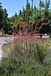 Red Yucca (Hesperaloe parviflora) at Lakeshore Garden Centres