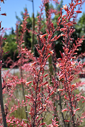 Red Yucca (Hesperaloe parviflora) at Lakeshore Garden Centres