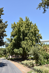 California Bay Laurel (Umbellularia californica) at Lakeshore Garden Centres