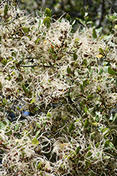 Island Mountain Mahogany (Cercocarpus betuloides var. blancheae) at Lakeshore Garden Centres