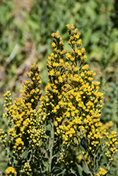 California Goldenrod (Solidago velutina ssp. californica) at Lakeshore Garden Centres