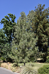 Torrey Pine (Pinus torreyana) at Lakeshore Garden Centres