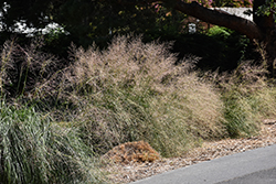 Deer Grass (Muhlenbergia rigens) at Lakeshore Garden Centres