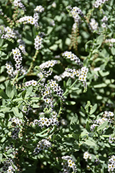 Salt Heliotrope (Heliotropium curassavicum) at Lakeshore Garden Centres