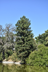 Coast Redwood (Sequoia sempervirens) at Lakeshore Garden Centres