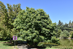 Taiwanese Golden Rain Tree (Koelreuteria elegans ssp. Formosana) at Lakeshore Garden Centres